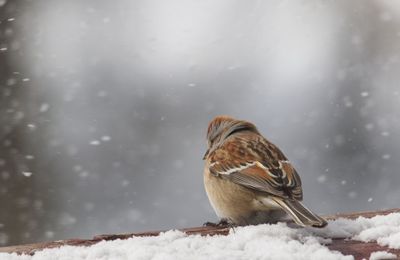 Close-up of bird perching on snow