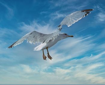 Low angle view of seagull about to land