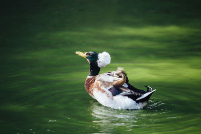 Duck swimming in lake