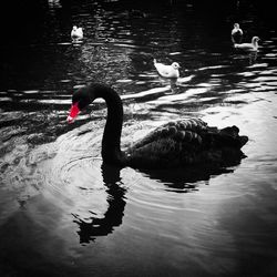 Bird swimming in lake