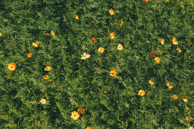 High angle view of flowering plants on field