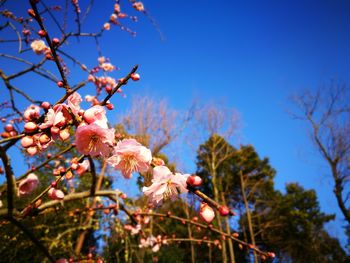 Low angle view of pink flowers on tree