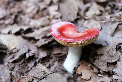 Close-up of fly agaric mushroom on field