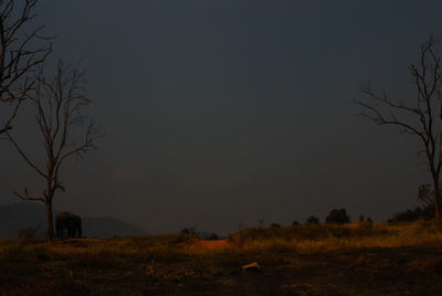 Silhouette bare trees on field against sky at night