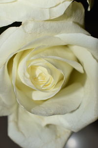 Close-up of white rose
