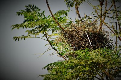 Low angle view of bird on tree against sky