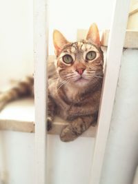 Close-up portrait of cat