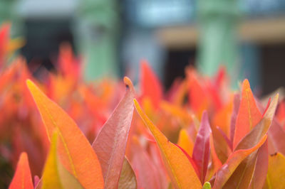 Close-up of red flower