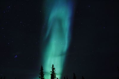 Blue aurora borealis with silhouette trees