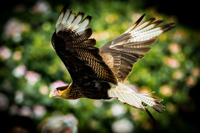 Close-up of eagle in flight