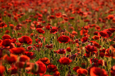 Close-up of red poppy flowers in field