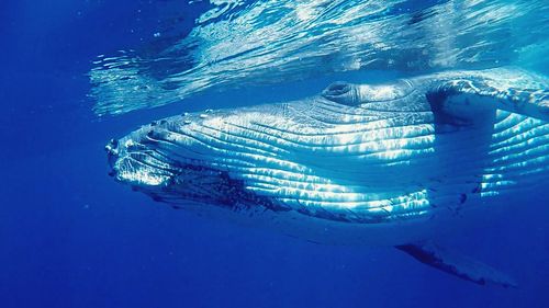 Fish swimming in sea