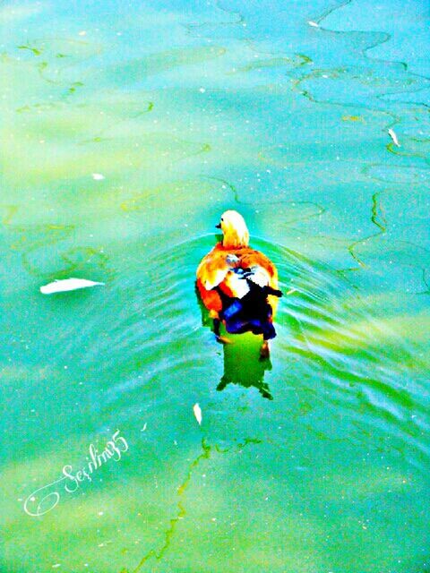 water, animal themes, swimming, animals in the wild, high angle view, blue, wildlife, one animal, underwater, waterfront, fish, full length, turquoise colored, nature, floating on water, multi colored, sea life, undersea, day, outdoors