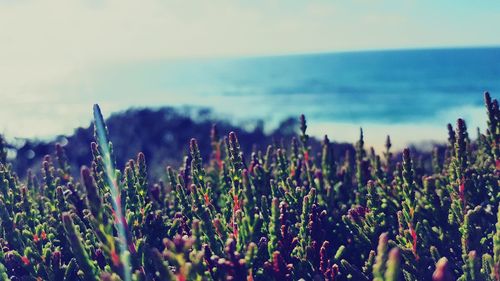 Flowers growing in field