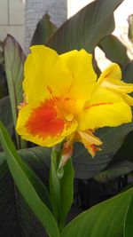 Close-up of day lily blooming outdoors