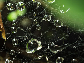 Close-up of spider web