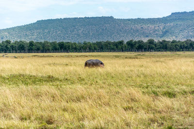 View of hippo on landscape