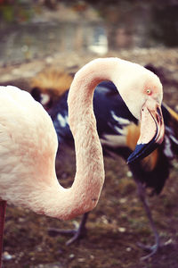 Close-up of bird