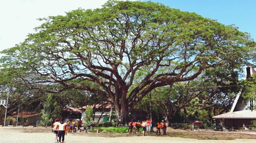 People by tree against sky