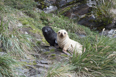 View of dog on rock by plants