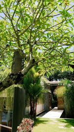 Flowering plants and trees