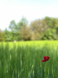 Red poppy flower on field