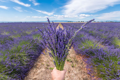 Hand holding lavender bouquet in the middle of a lavender field in provence