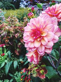 Close-up of pink flowers blooming outdoors