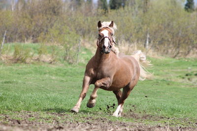 Horse running in field