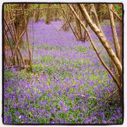 Purple flowers blooming on tree