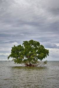 Scenic view of sea against cloudy sky