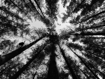 Low angle view of trees against sky