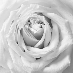 Full frame shot of rose