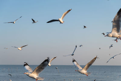 Low angle view of seagulls flying over sea