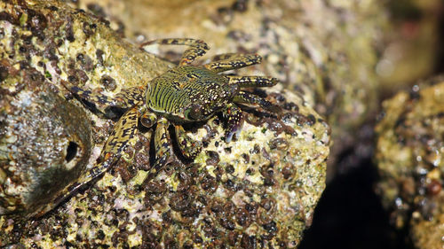 Close-up of snake on rock