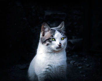 Portrait of cat looking up