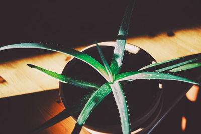 High angle view of potted plant on table