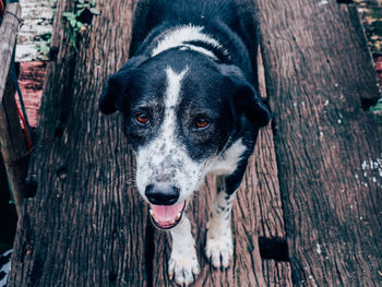 Close-up portrait of dog on tree trunk