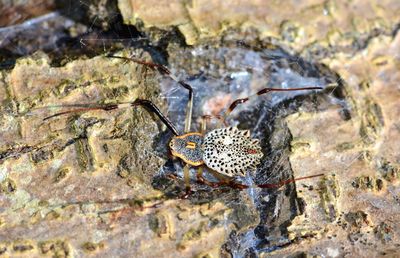 Closed up of spider on tree bark