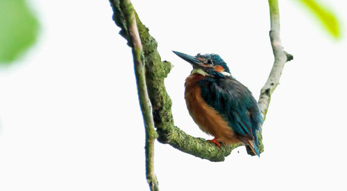 Low angle view of bird perching on branch