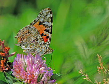 Butterfly on flower