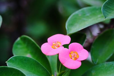 Close-up of pink flowering plant