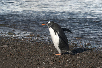 Penguin on field