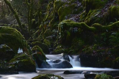 Scenic view of waterfall in forest