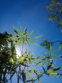 Low angle view of cannabis plants against clear blue sky