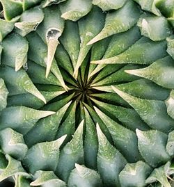 Full frame shot of vegetables