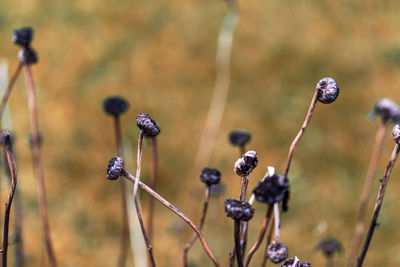 Close-up of berries growing on plant