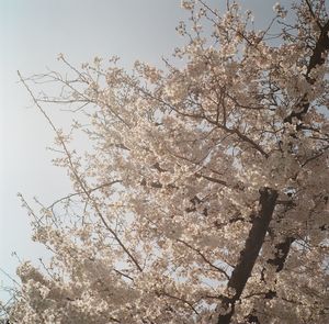 Low angle view of cherry blossom tree