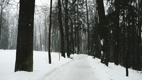 Trees in forest during winter