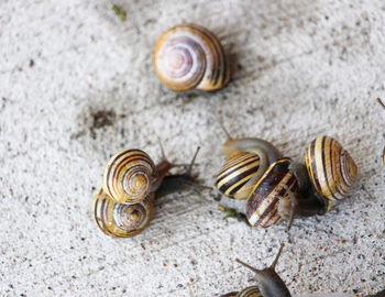 Close-up of snail